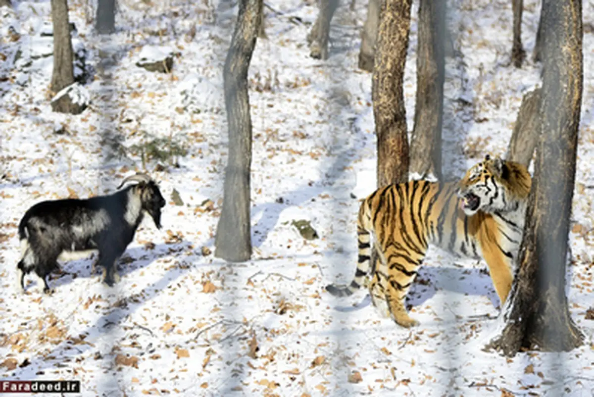 ببری که بز را نخورد و با او دوست شد!/تصاویر