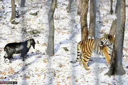 ببری که بز را نخورد و با او دوست شد!/تصاویر