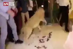 ببینید: شوخی ناراحت‌کننده چند جوان با شیر ماده