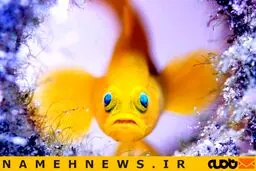 منتخب تصاویر ارسالی به مسابقه سالانه عکاسی حیات‌وحش ۲۰۱۸