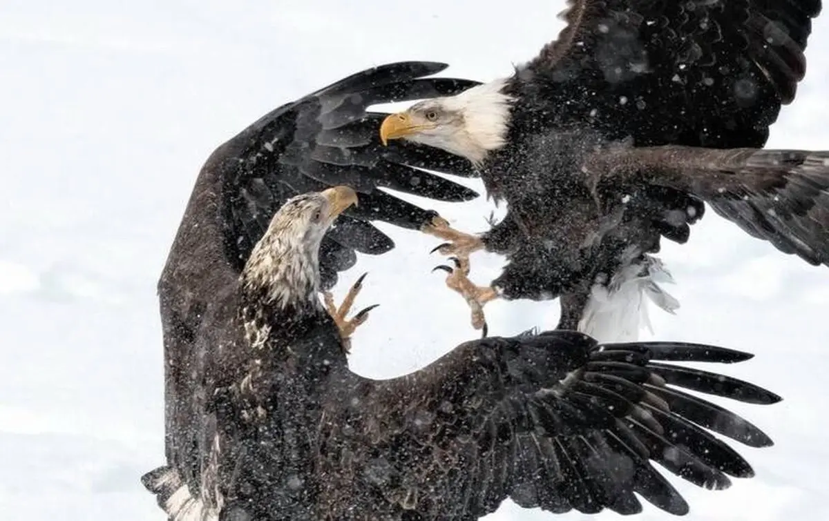 نبرد عقاب‌ها/عکس