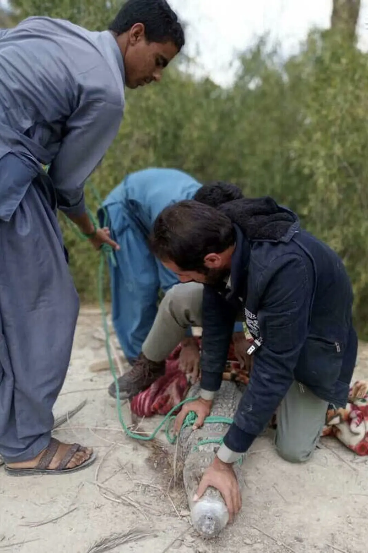 زنده‌گیری تمساح سرگردان در سیستان‌و بلوچستان/ عکس