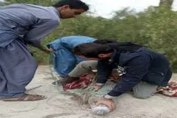 زنده‌گیری تمساح سرگردان در سیستان‌و بلوچستان/ عکس