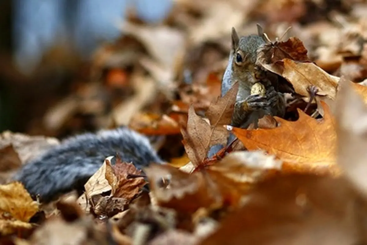 تصاویر منتخب گاردین از حیات وحش