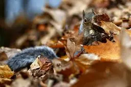 تصاویر منتخب گاردین از حیات وحش