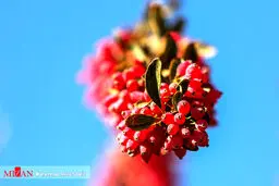 عکس / خوشه یاقوت در اصفهان!