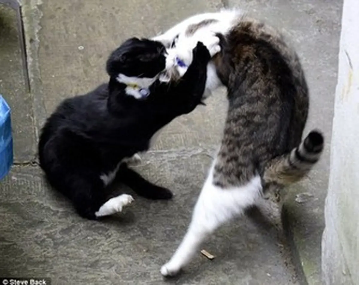 کتک‌کاری گربه‌‌‌های نخست‌وزیر و وزیر امورخارجه انگلیس!/تصاویر