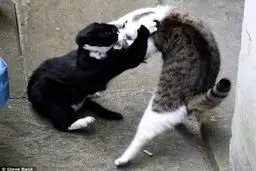 کتک‌کاری گربه‌‌‌های نخست‌وزیر و وزیر امورخارجه انگلیس!/تصاویر