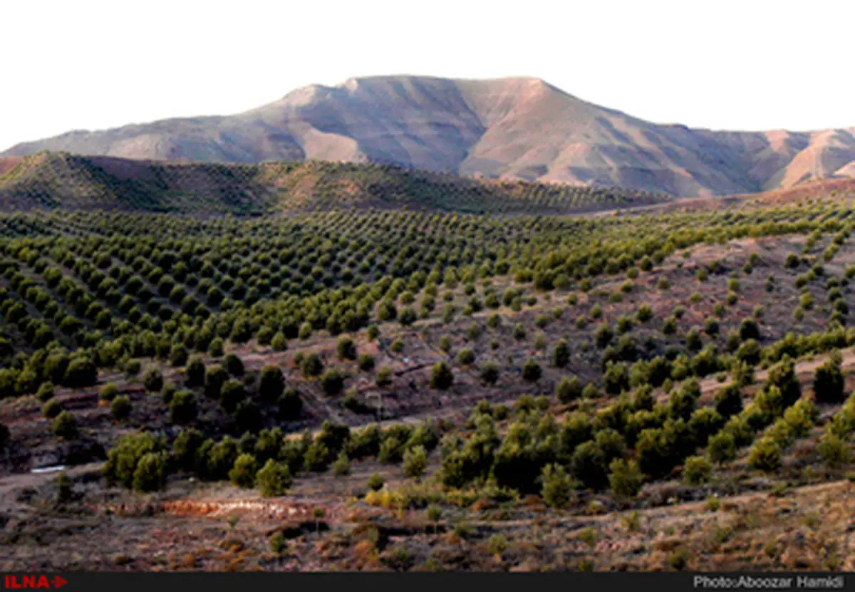 برداشت زیتون روغنی در رودبار/تصاویر