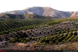 برداشت زیتون روغنی در رودبار/تصاویر