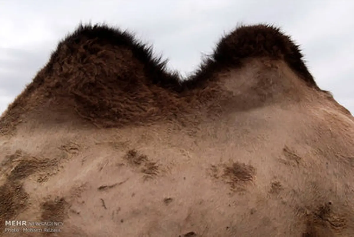 تصاویری جالب از پرورش شتر