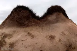 تصاویری جالب از پرورش شتر