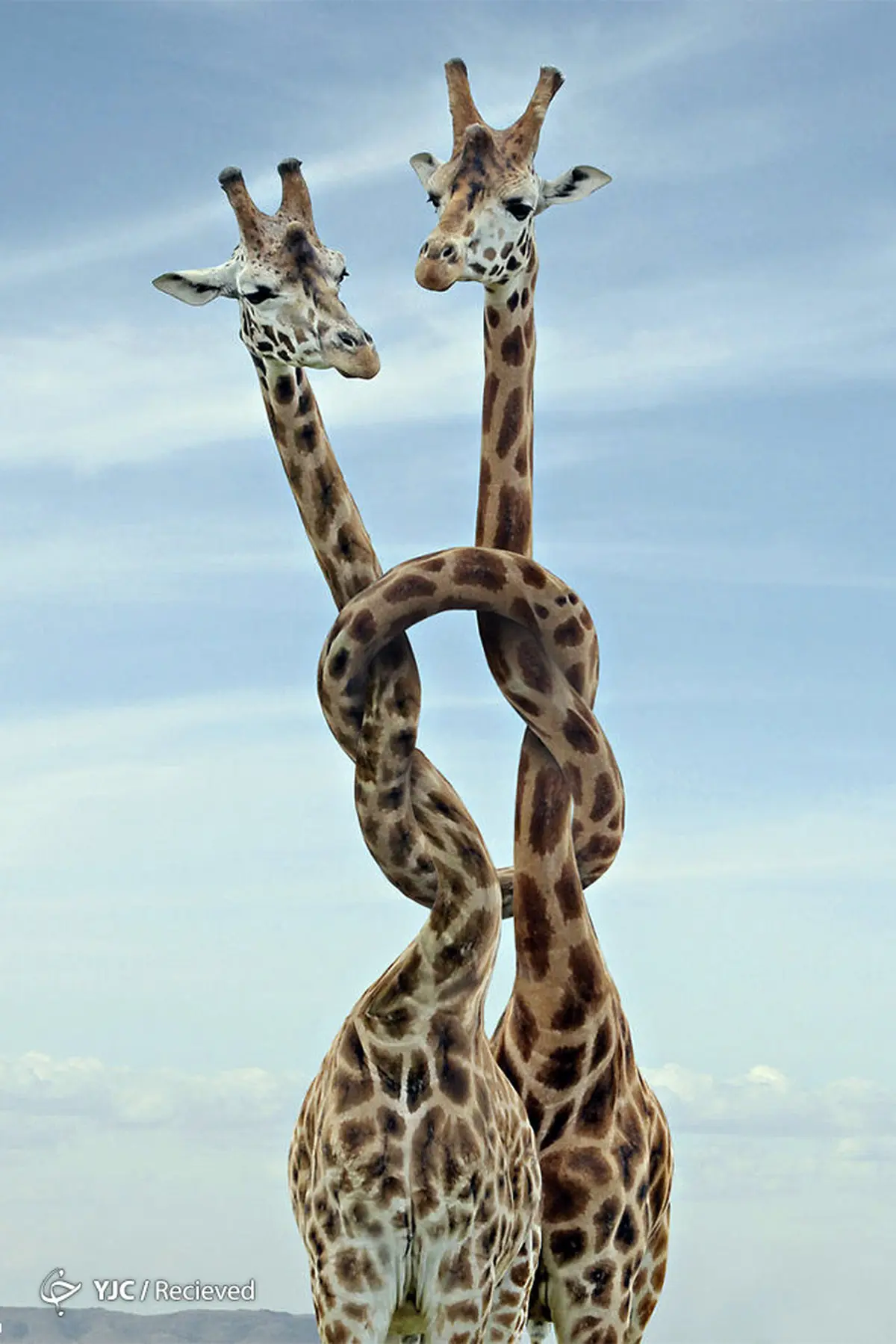 عکس جالب سوررئال از حیات وحش