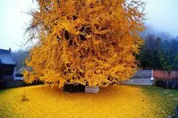 تصویری زیبا از زیباترین درخت با قدمت ۲۰۰میلیون ساله