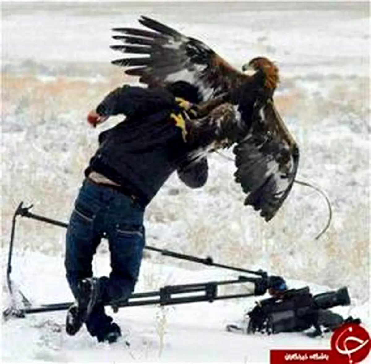 عقابی که به تصویربردار هم رحم نمی‎کند/تصاویر