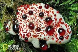 تصویری جالب از "قارچ دندان خونی" / عکس