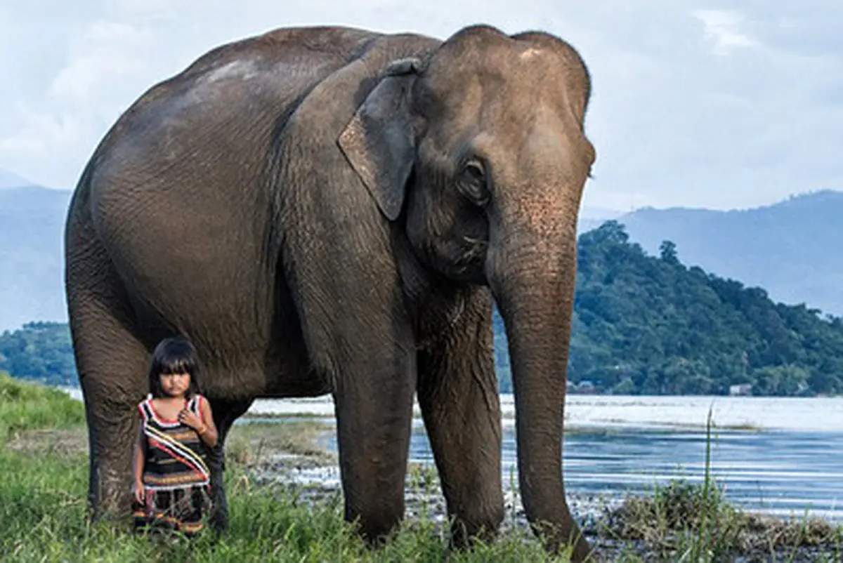 تصاویر رابطه صمیمانه فیل و دختر ویتنامی