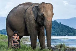 تصاویر رابطه صمیمانه فیل و دختر ویتنامی