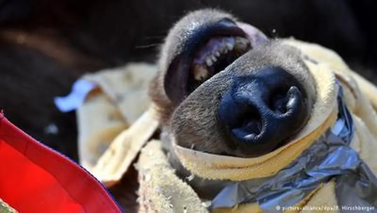 تصاویر دیدنی از جراحی دندان خرس 250 کیلویی!