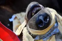 تصاویر دیدنی از جراحی دندان خرس 250 کیلویی!