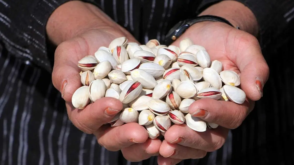 برداشت پسته در علی‌آباد چهل گزی یزد / تصاویر