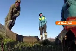 قدیمی‌ترین دی ان ای جهان توسط دانشمندان سوئدی کشف شد+فیلم