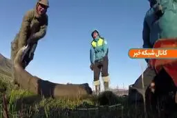 قدیمی‌ترین دی ان ای جهان توسط دانشمندان سوئدی کشف شد+فیلم