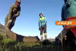 قدیمی‌ترین دی ان ای جهان توسط دانشمندان سوئدی کشف شد+فیلم