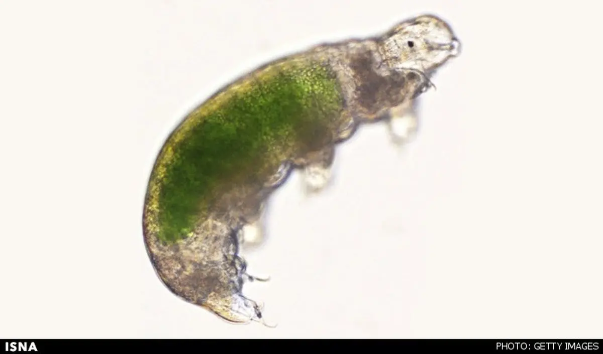 احیای یک موجود پس از 30 سال انجماد +عکس