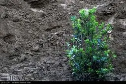 عکس/ کاشت 2هزار درخت در خیابان ولیعصر(عج)