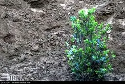 عکس/ کاشت 2هزار درخت در خیابان ولیعصر(عج)