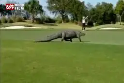 ببينيد: ورود ناگهانی کوروکدیل به زمین بازی گلف