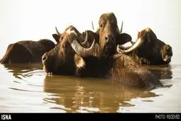 نمایش اثر عکاس ایرانی در ایتالیا+عکس