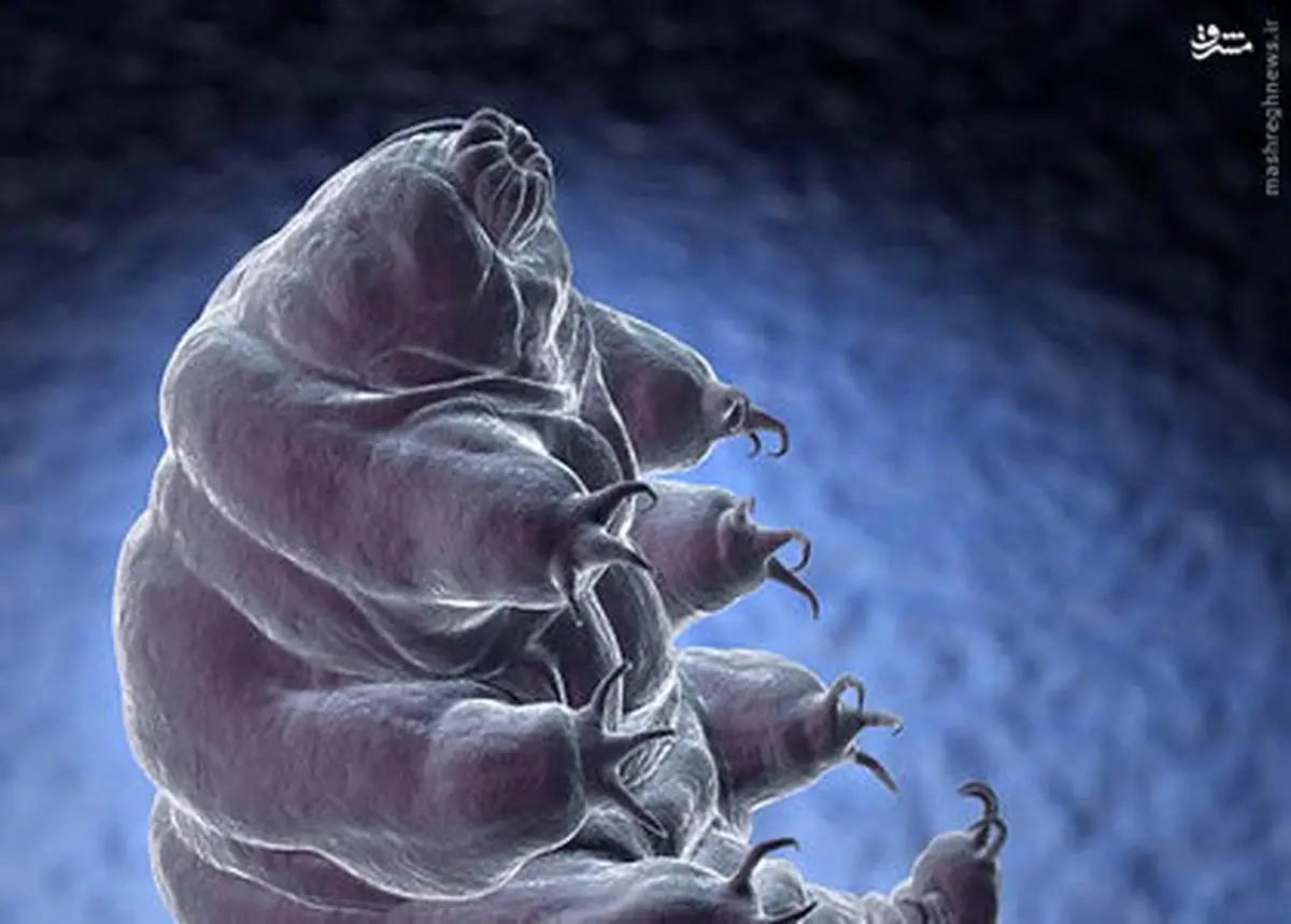 عکس/ مقاوم ترین حیوان جهان