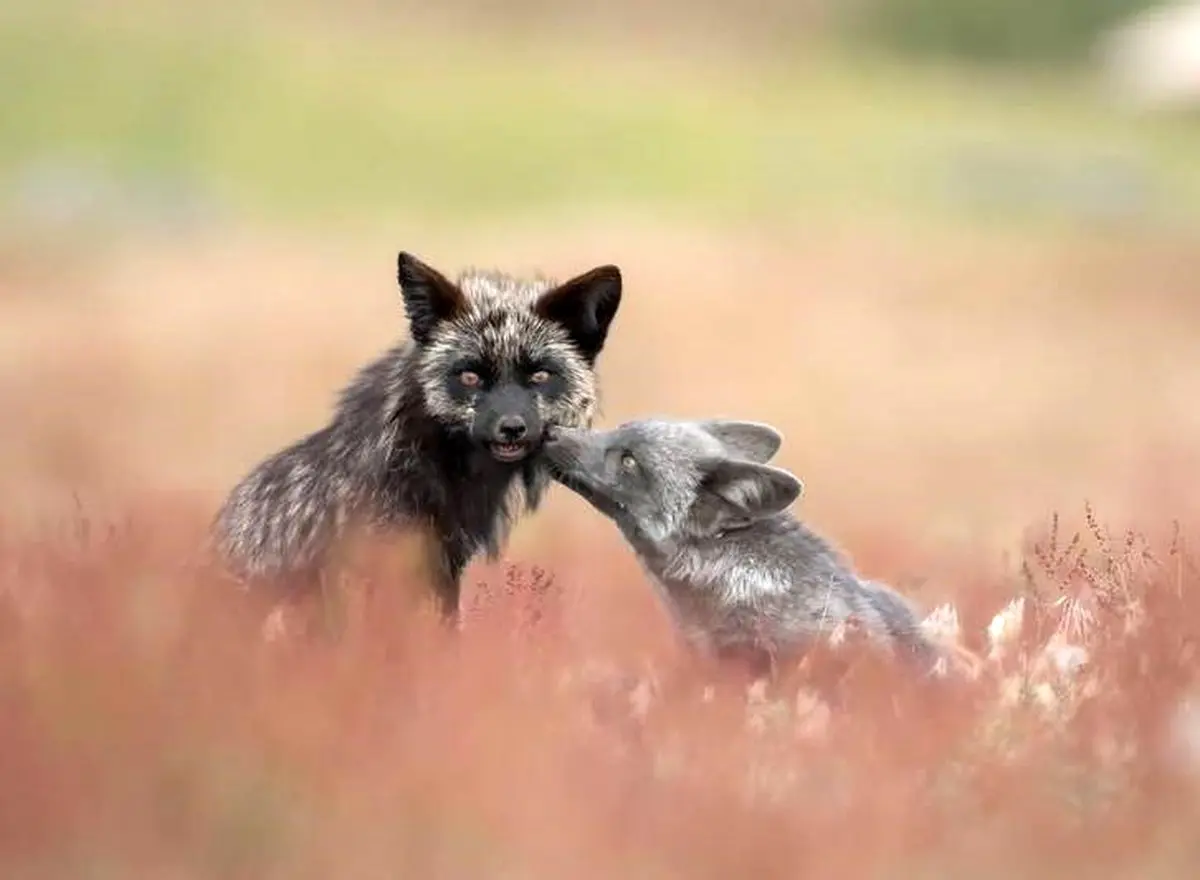 بوسه دیدنی  روباه /عکس