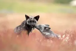 بوسه دیدنی  روباه /عکس