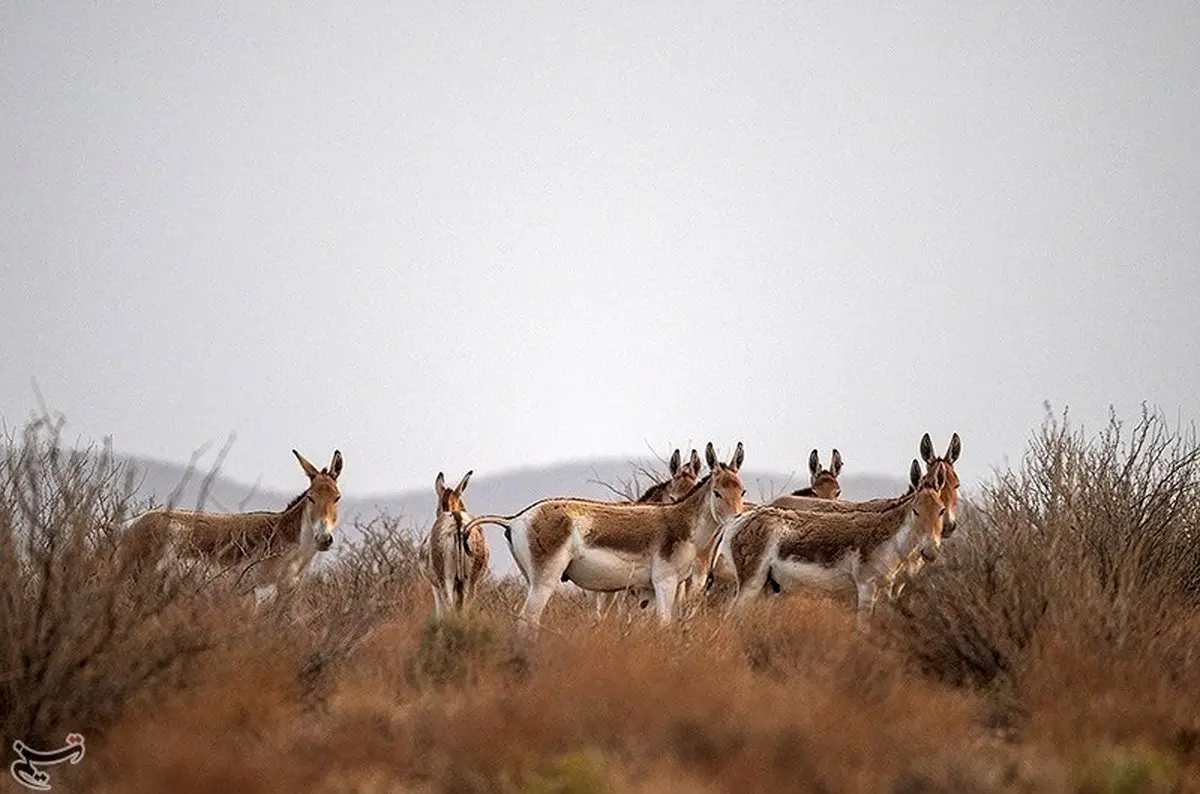 تصاویری دیدنی از گور ایرانی که در حال انقراض است