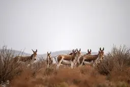 تصاویری دیدنی از گور ایرانی که در حال انقراض است