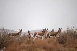 تصاویری دیدنی از گور ایرانی که در حال انقراض است