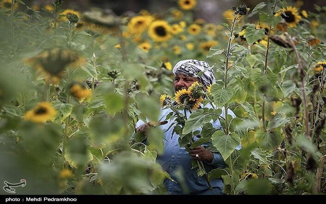 تصاویری زیبا از پرورش آفتابگردان در اهواز/ تصاویر