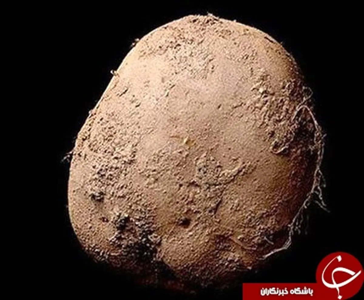 پرداخت میلیاردی برای خرید عکس یک سیب زمینی! +تصویر