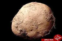 پرداخت میلیاردی برای خرید عکس یک سیب زمینی! +تصویر
