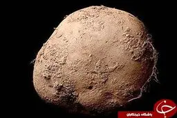 پرداخت میلیاردی برای خرید عکس یک سیب زمینی! +تصویر