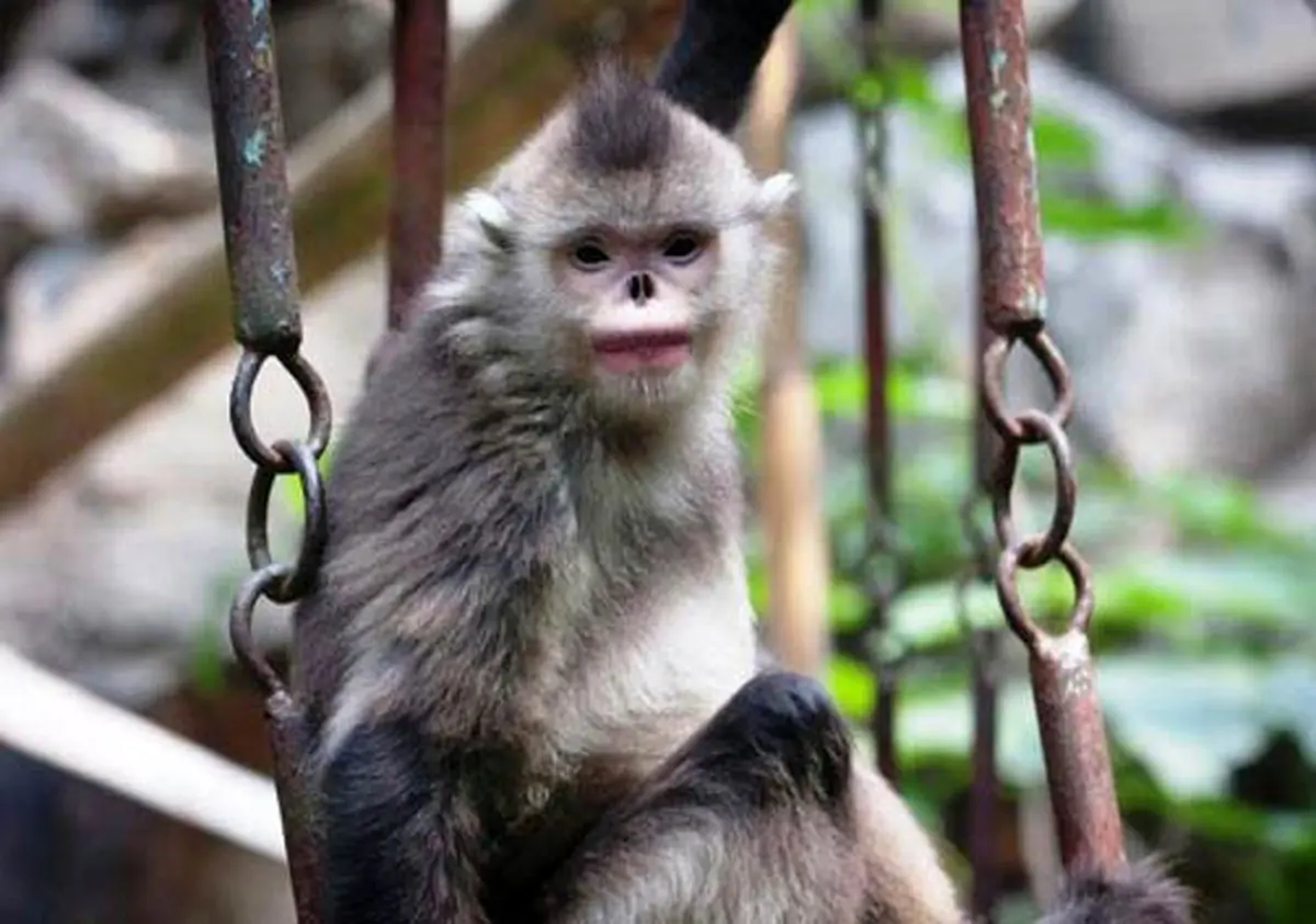 عجیب ترین جانورانی که در سال ۲۰۱۵ کشف شدند+عکس