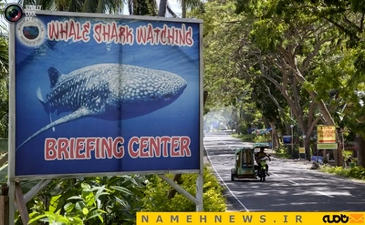 غذا دادن به وال کوسه‌های دست آموز+تصاویر