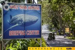 غذا دادن به وال کوسه‌های دست آموز+تصاویر