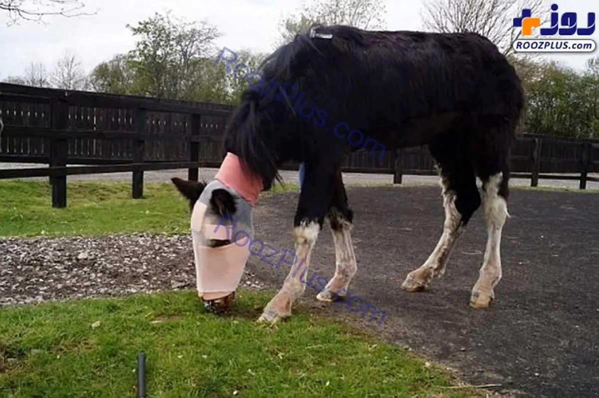 تصویری وحشتناک از اسید پاشی به صورت یک اسب!