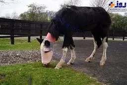 تصویری وحشتناک از اسید پاشی به صورت یک اسب!