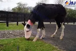 تصویری وحشتناک از اسید پاشی به صورت یک اسب!