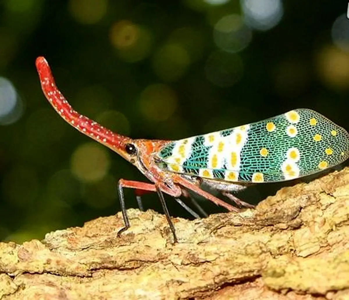 حشراتی که خودشان را در دل هر بیننده ای جا می‌کنند / تصاویر